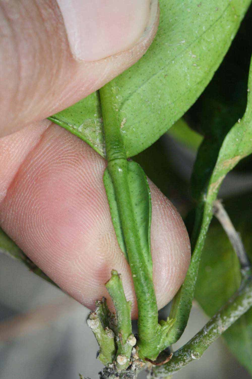              Petiole (Riverside, CA)       